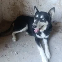 هاسکی  چشم دورنگی دو میلیون معاوضه هم دارم