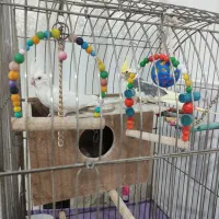 عروس هلندی البینو و لوتینو دوکت با قفس بزرگ