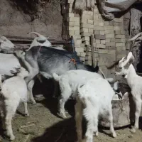 بز سانن|حیوانات مزرعه|سده (خراسان جنوبی), |دیوار