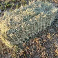 یونجه چین یک علفی