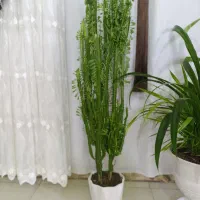 گل طبیعی