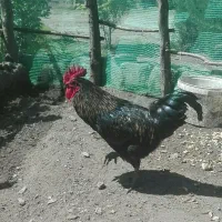 خروس دورگه برهما وایام سمانی