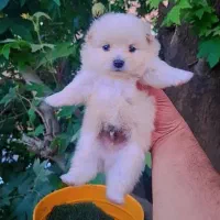 سگ جیبی فقط ۶۵۰۰