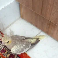 عروس هلندی گ.م.شده