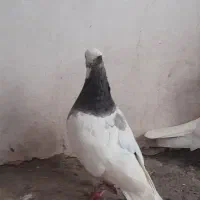 کبوتر گمشده