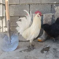 خروس گلین