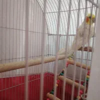 عروس سخنگو