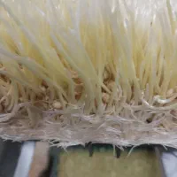 سمنو سنتی مریم بانو
