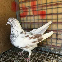 کفتر کبوتر خوب و پرشی بشرط