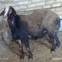 بره نر55کیلو