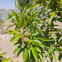 فروش باغ