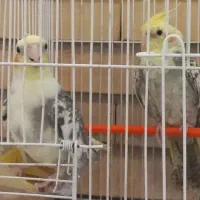 عروس هلندی