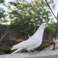 کبوتر|پرنده|میلاجرد, |دیوار