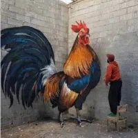 فروش فوری مرغ و خروس رسمی سالم و زیبا