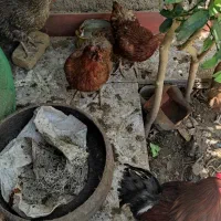 مرغ تخم گذار