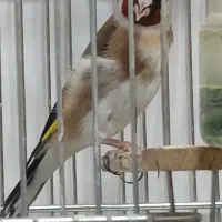 سره نر کشیده بلند یه وجبی بخون