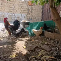 مرغ و خروس محلی