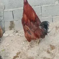 خروس جوان وسالم وسرحال