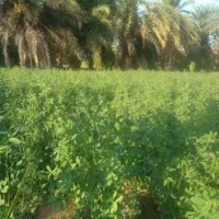 بذر یونجه محلی درجه یک
