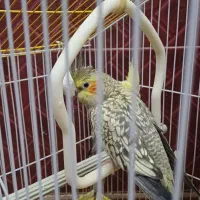 جفت طوطی عروس مولد و ۲ تا ماده اماده