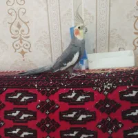 عروس هلندی