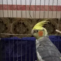 عروس هلندی نر