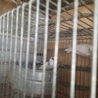 فنچ بنگالی (پرستار) و زبرا
