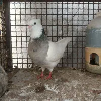 کفتر طوق شازده ای الماسی