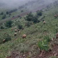 تعداد ۳۰۰تا گوسفند با بره فروشی