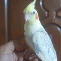 عروس هلندی جفت+ جوجه دون خور