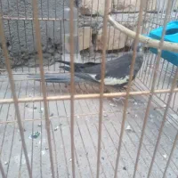 2عدد عروس هلندی
