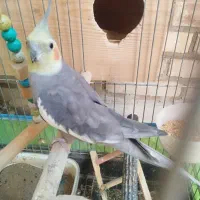 عروس هلندی سخن گو معاوضه