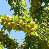 فروش عمده نهال بادام دیرگل با شرایط اقساطی و چکی