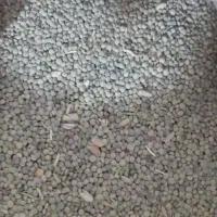 عدس|خوردنی و آشامیدنی|مشهد, کشف|دیوار