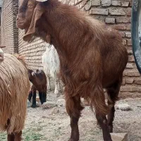 نری پاکستانی قول پیکر