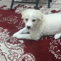 پامر باهوش