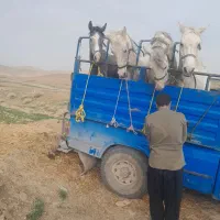 اسب مادیون بار کش کلاسی