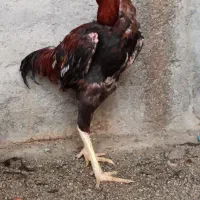 خروس دشتی