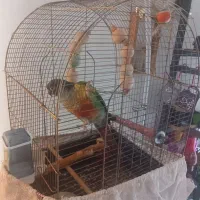 طوطی سخنگو گرینچیک