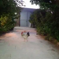 فروش خروس برهما یا معاوضه با دوعدد مرغ