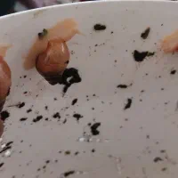 فروش حلزون