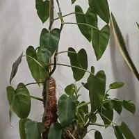 گیاه آپارتمانی