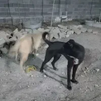 سگ نگهبان جگوار ۱۰ماهه .