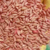 بذر|خوردنی و آشامیدنی|دیواندره, |دیوار