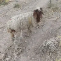 بره ماده