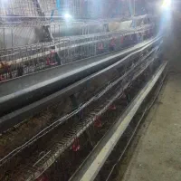 فروش قفس در حد