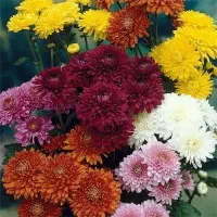 نهال و بوته گل داودی غنچه دار و گلدار گل پاییز