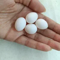 طوطی|پرنده|رشت, معلم|دیوار