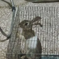 خرگوش