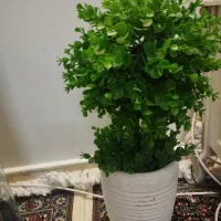 گلیم و لوازم منزل